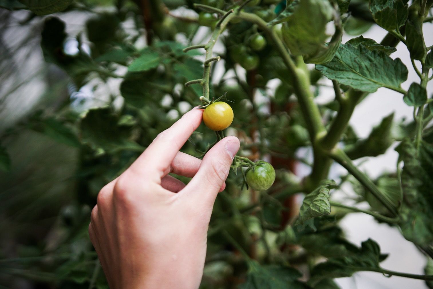 TomatoPlants_Wiggins3.jpg